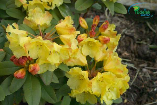 Rhododendron Golden Everest
